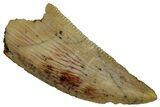 Serrated, Raptor Tooth - Real Dinosaur Tooth #295931-1